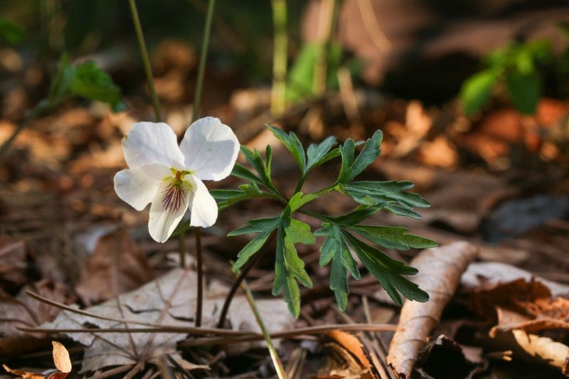 Viola chaerophylloides