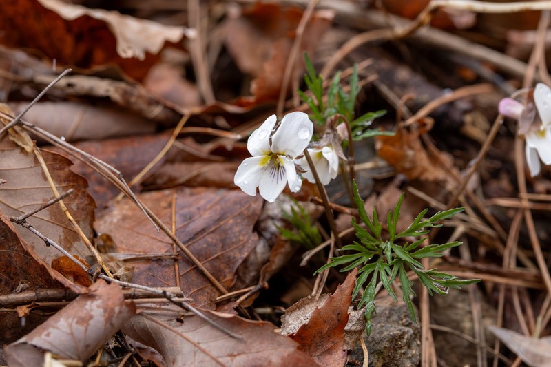 Viola chaerophylloides photo 2