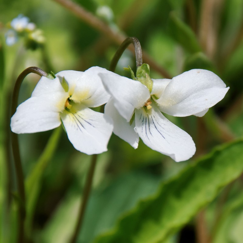 Viola chaerophylloides photo 3