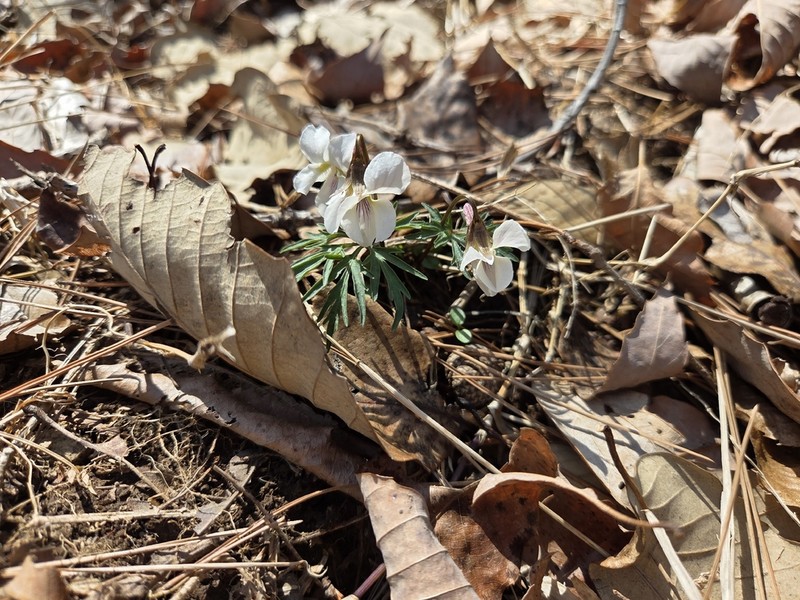 Viola chaerophylloides photo 4