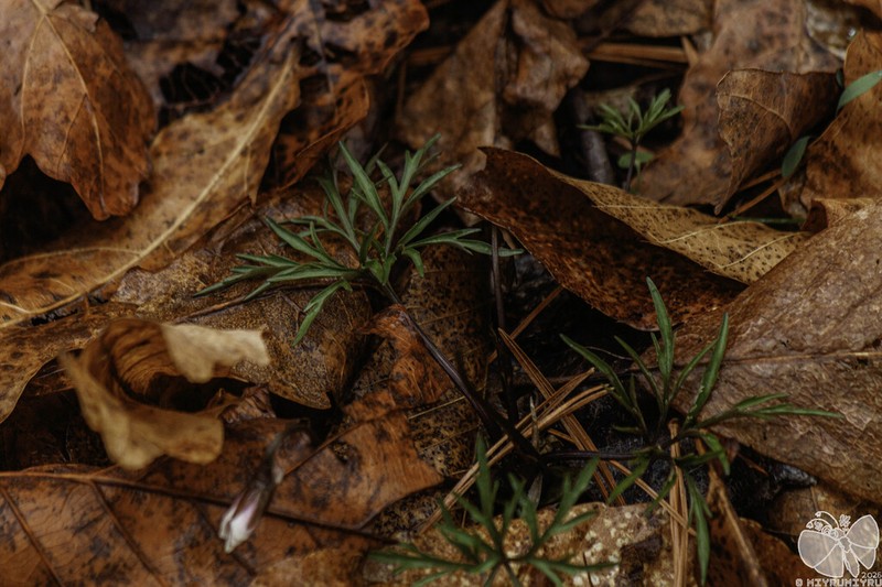 Viola chaerophylloides photo 5