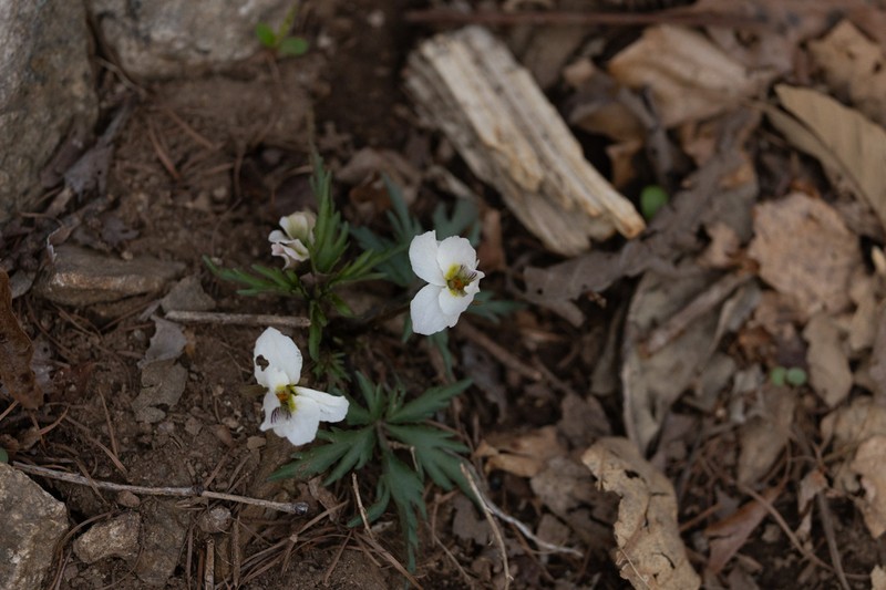 Viola chaerophylloides photo 6