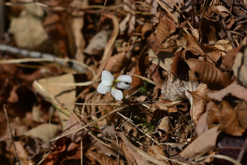 Viola chaerophylloides photo 7