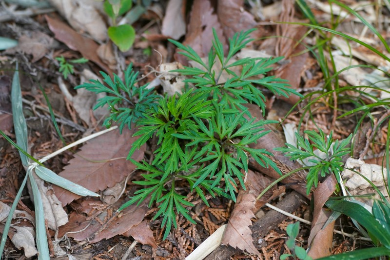 Viola chaerophylloides var. sieboldiana photo 2