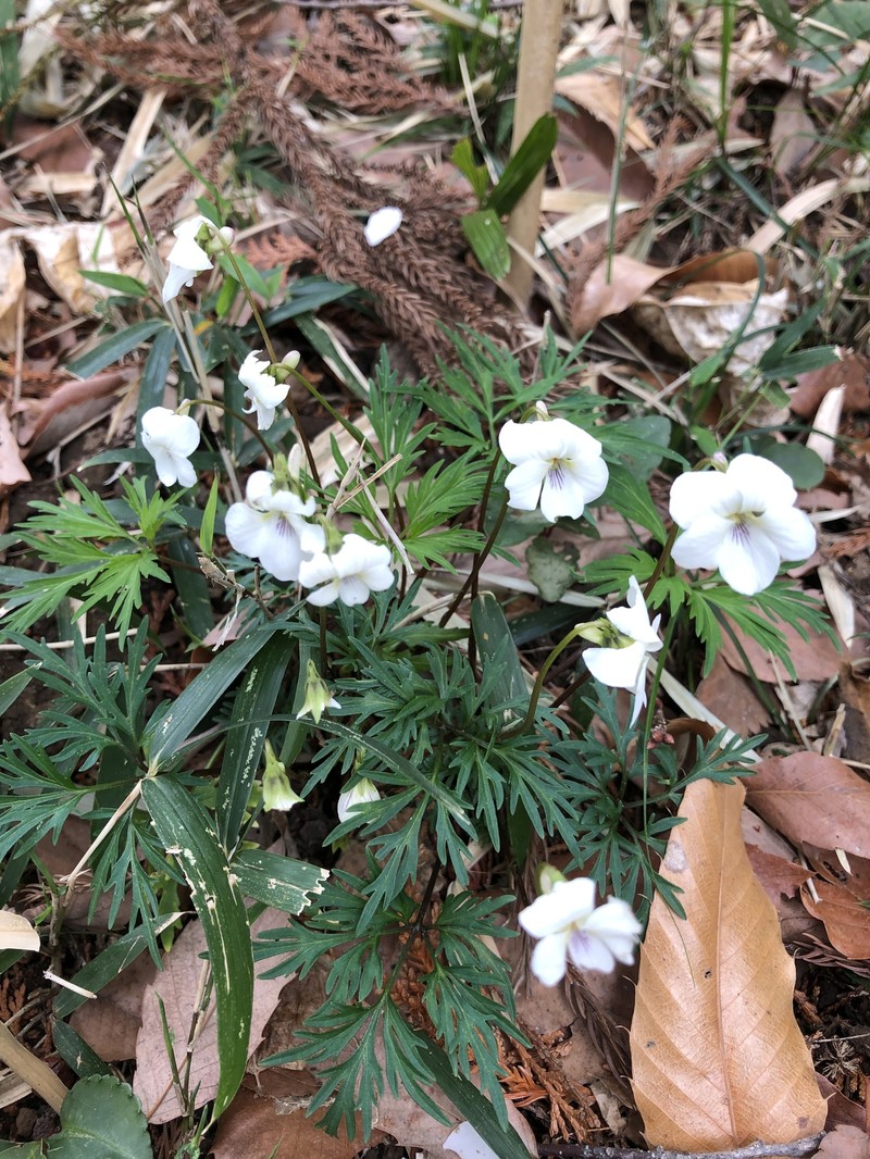 Viola chaerophylloides var. sieboldiana photo 3