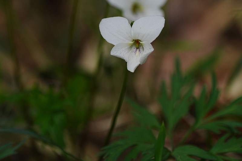 Viola chaerophylloides var. sieboldiana photo 4