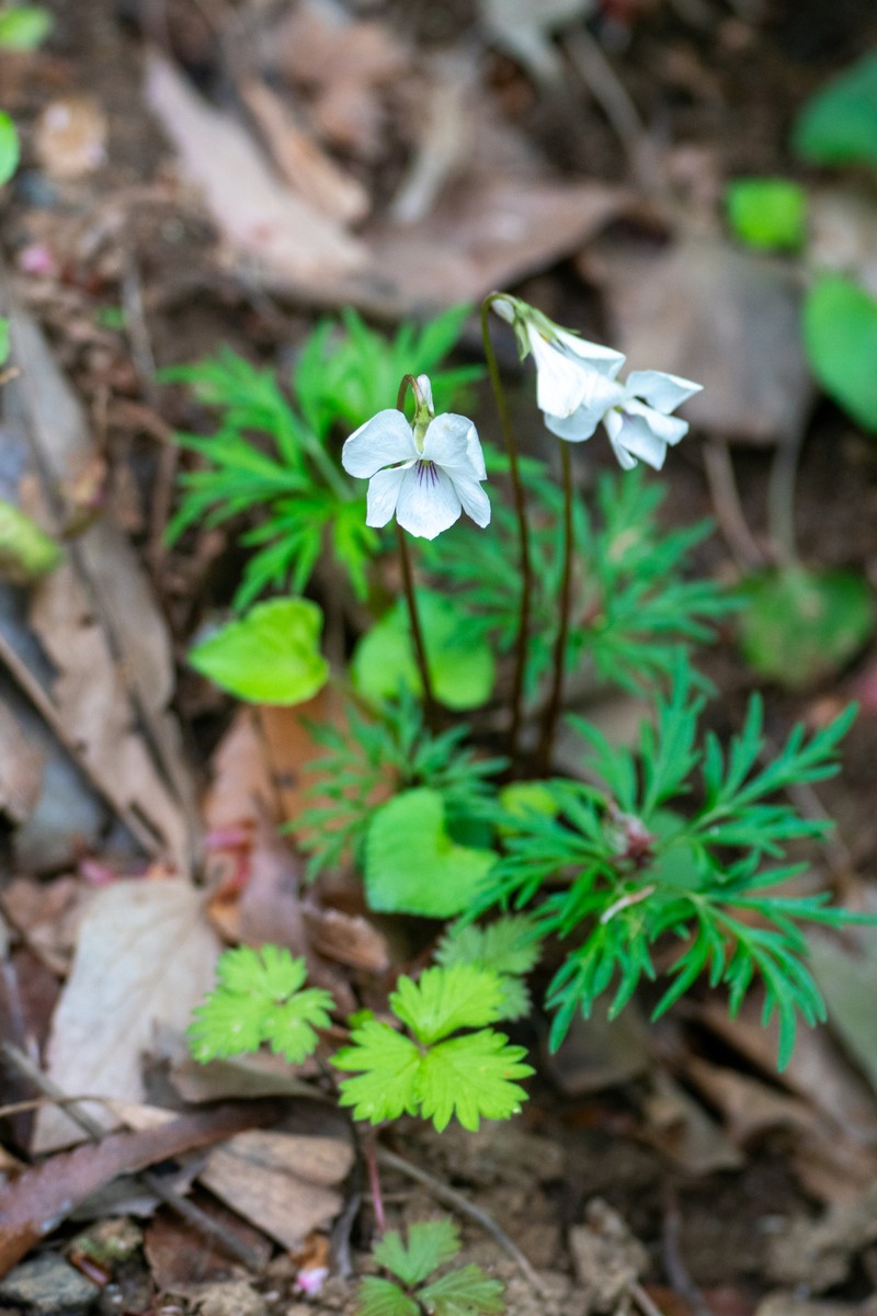 Viola chaerophylloides var. sieboldiana photo 5
