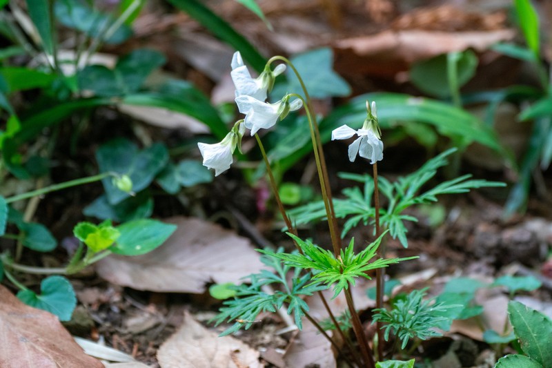 Viola chaerophylloides var. sieboldiana photo 6