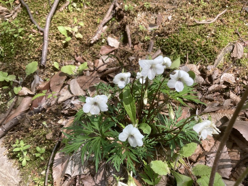 Viola chaerophylloides var. sieboldiana photo 7