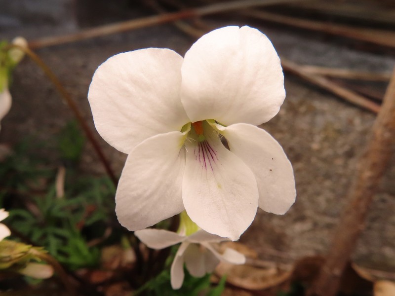 Viola chaerophylloides var. sieboldiana photo 8