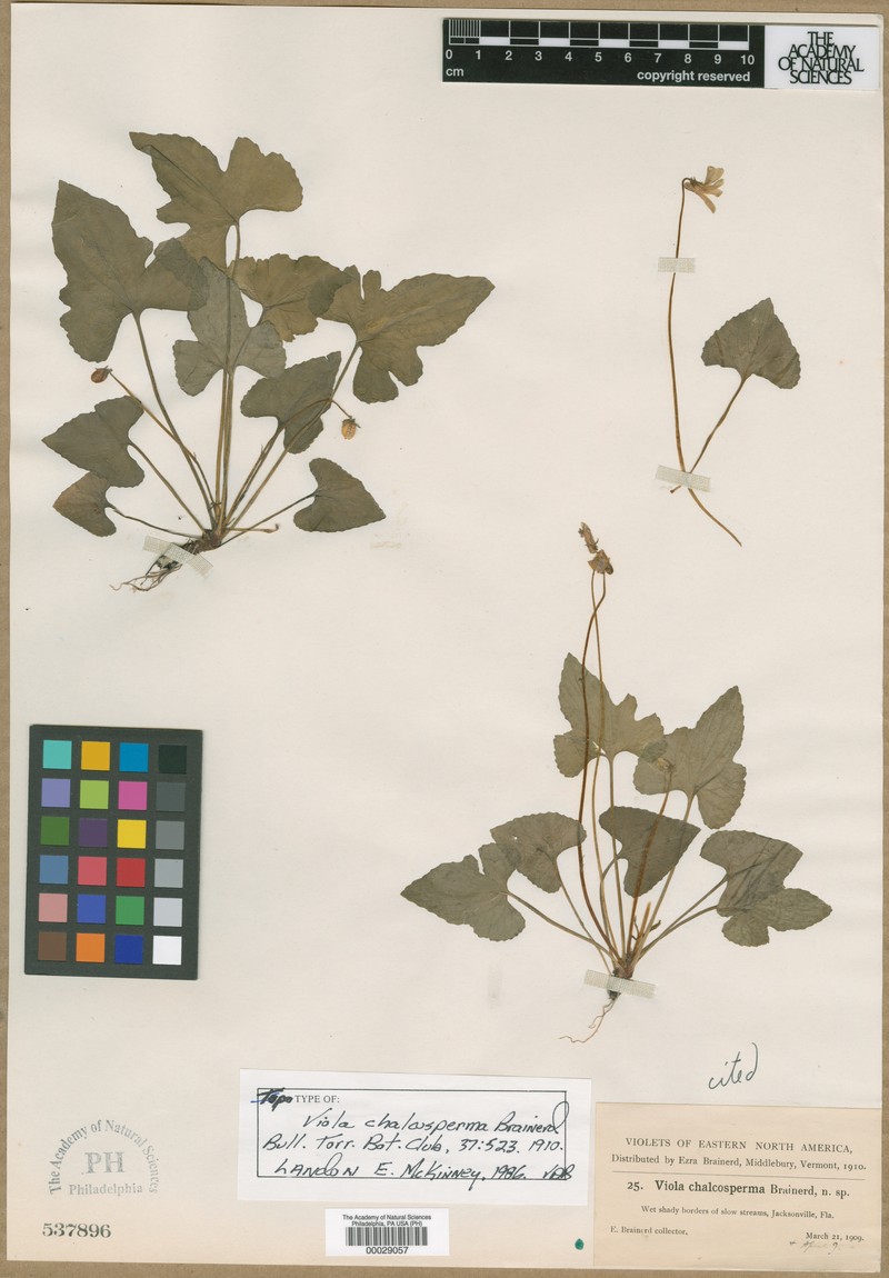 Viola chalcosperma photo 2