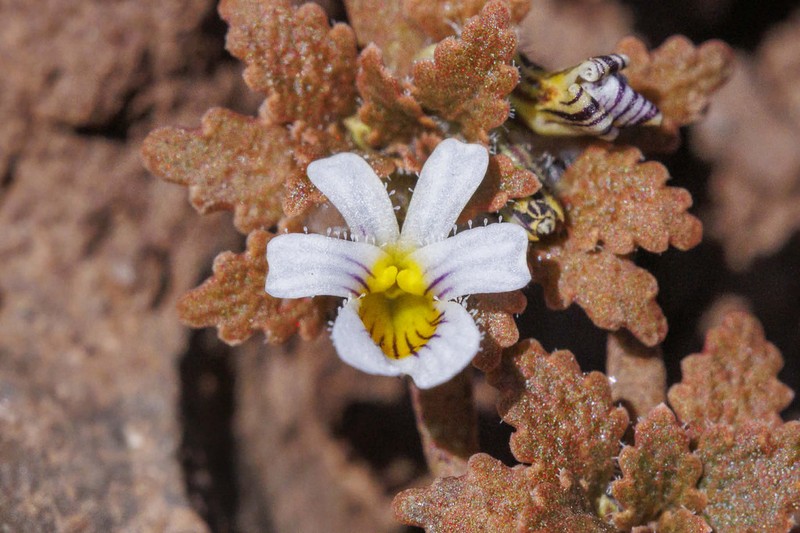 Viola chamaedrys