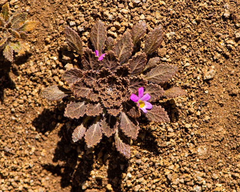 Viola chamaedrys photo 3