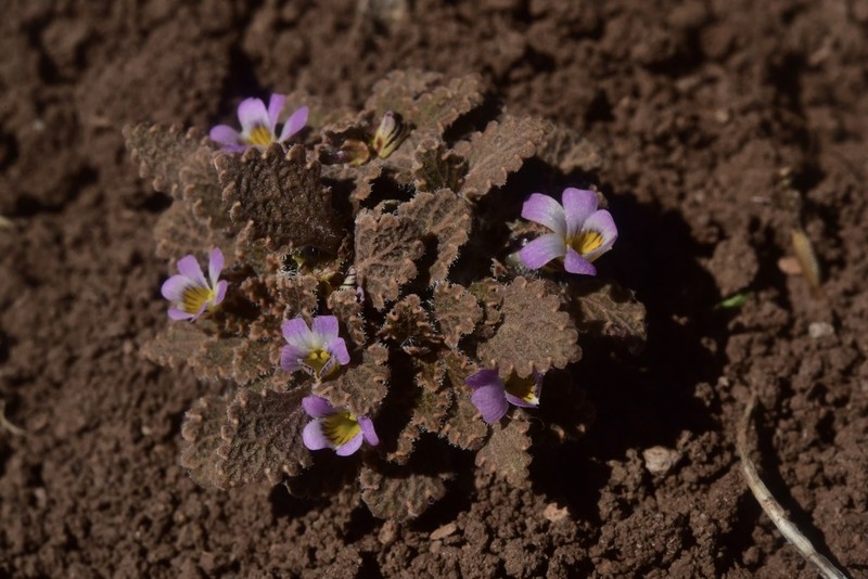 Viola chamaedrys photo 4