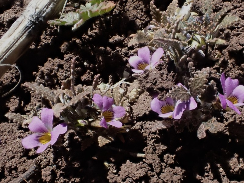 Viola chamaedrys photo 5