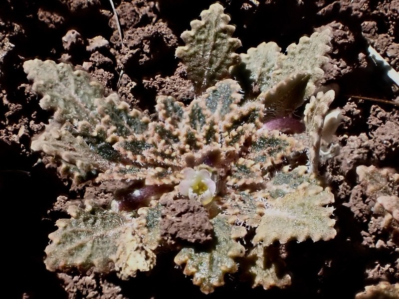 Viola chamaedrys photo 6