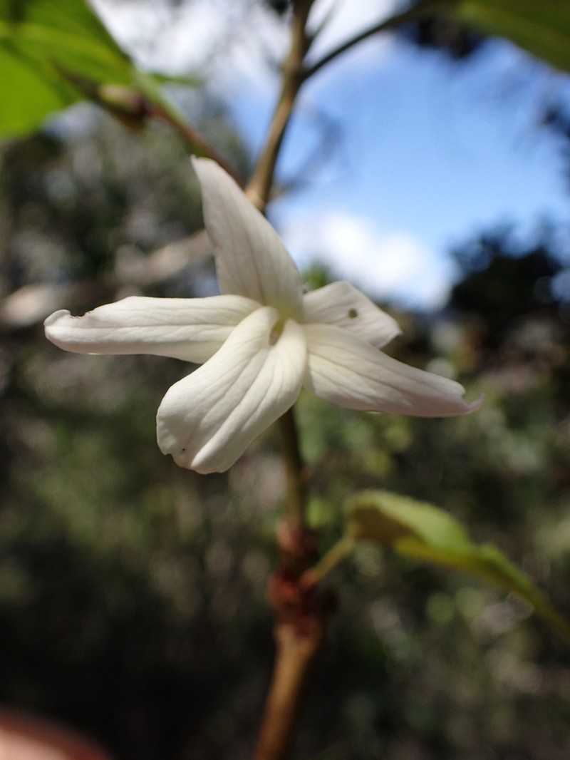 Olopu photo 4