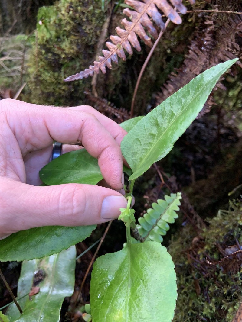 Viola chamissoniana subsp. robusta