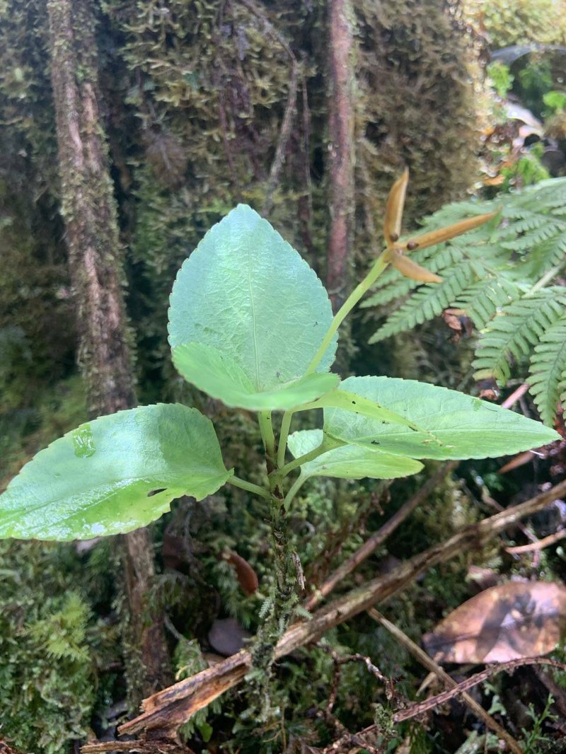 Viola chamissoniana subsp. robusta photo 2