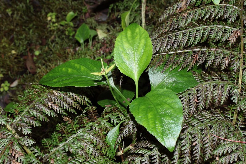 Viola chamissoniana subsp. robusta photo 3
