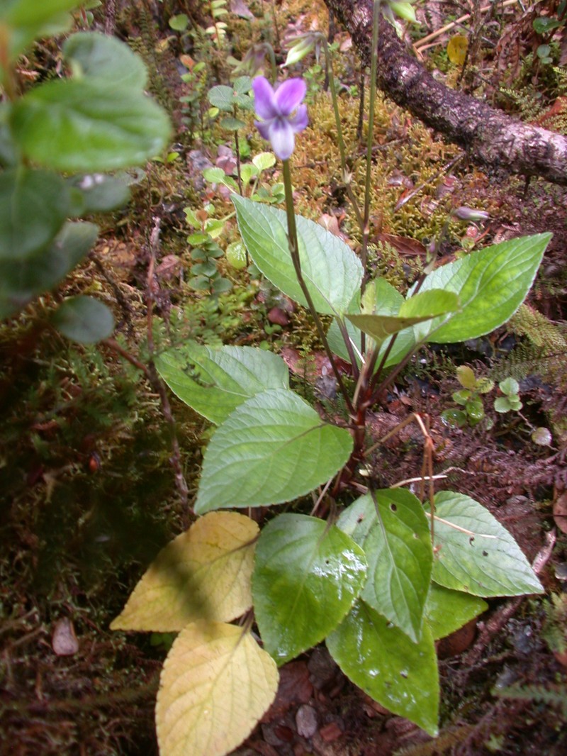 Viola chamissoniana subsp. robusta photo 4