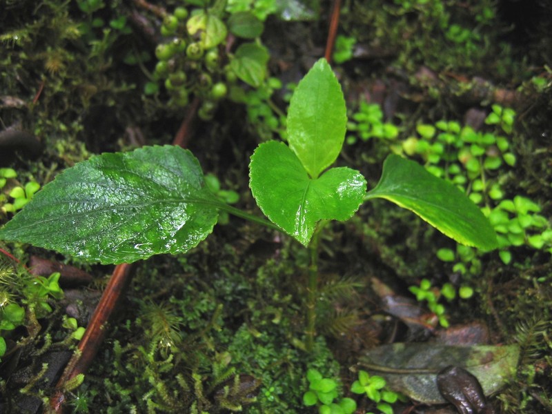 Viola chamissoniana subsp. robusta photo 5