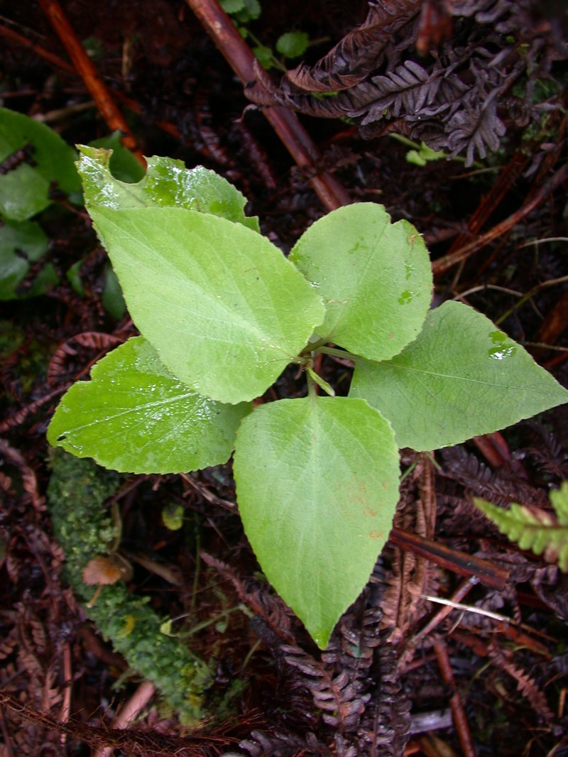 Viola chamissoniana subsp. robusta photo 6