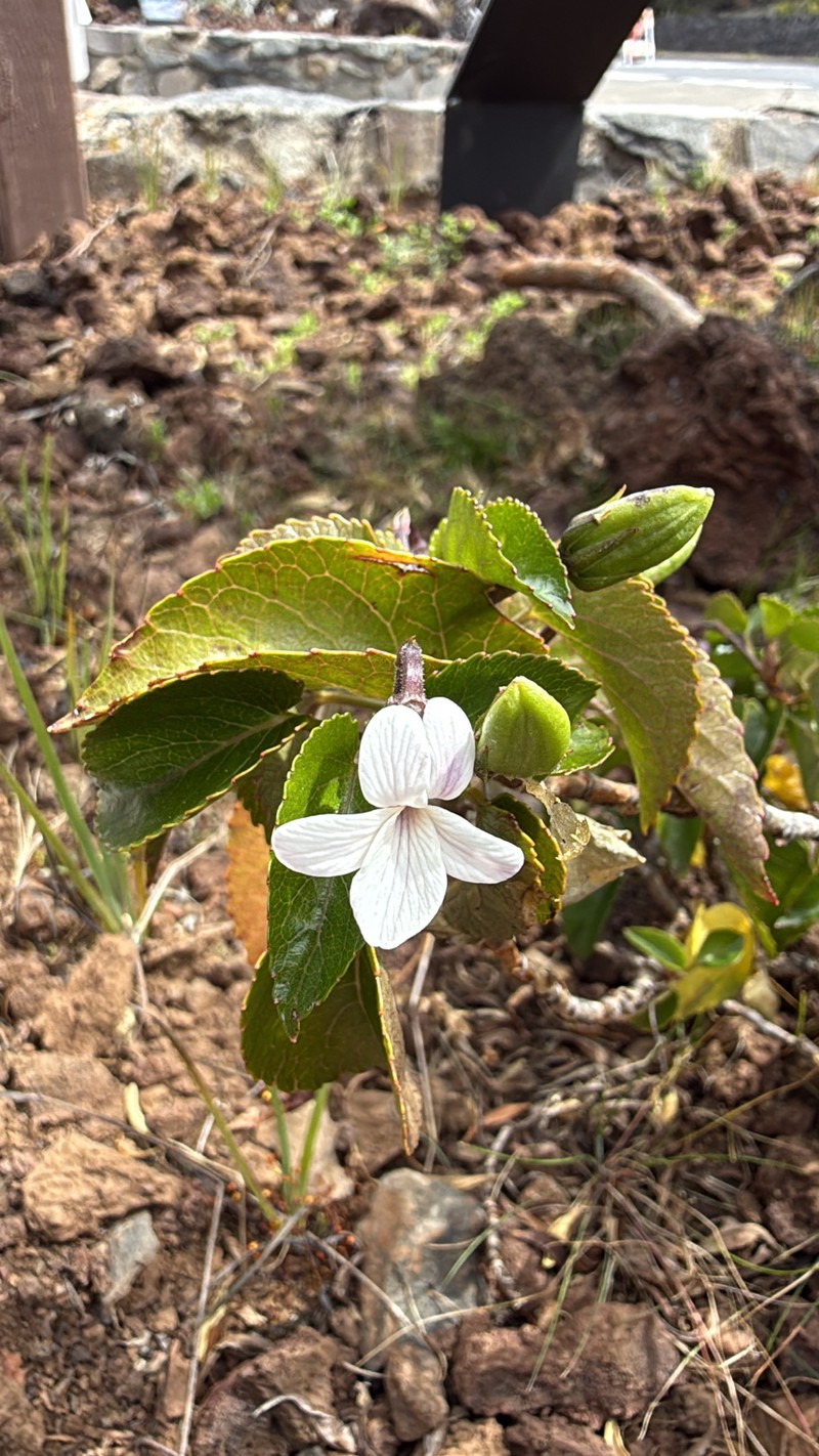 Viola chamissoniana subsp. tracheliifolia