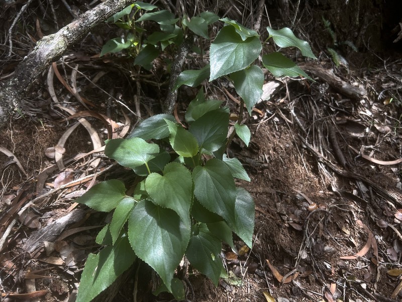 Viola chamissoniana subsp. tracheliifolia photo 2