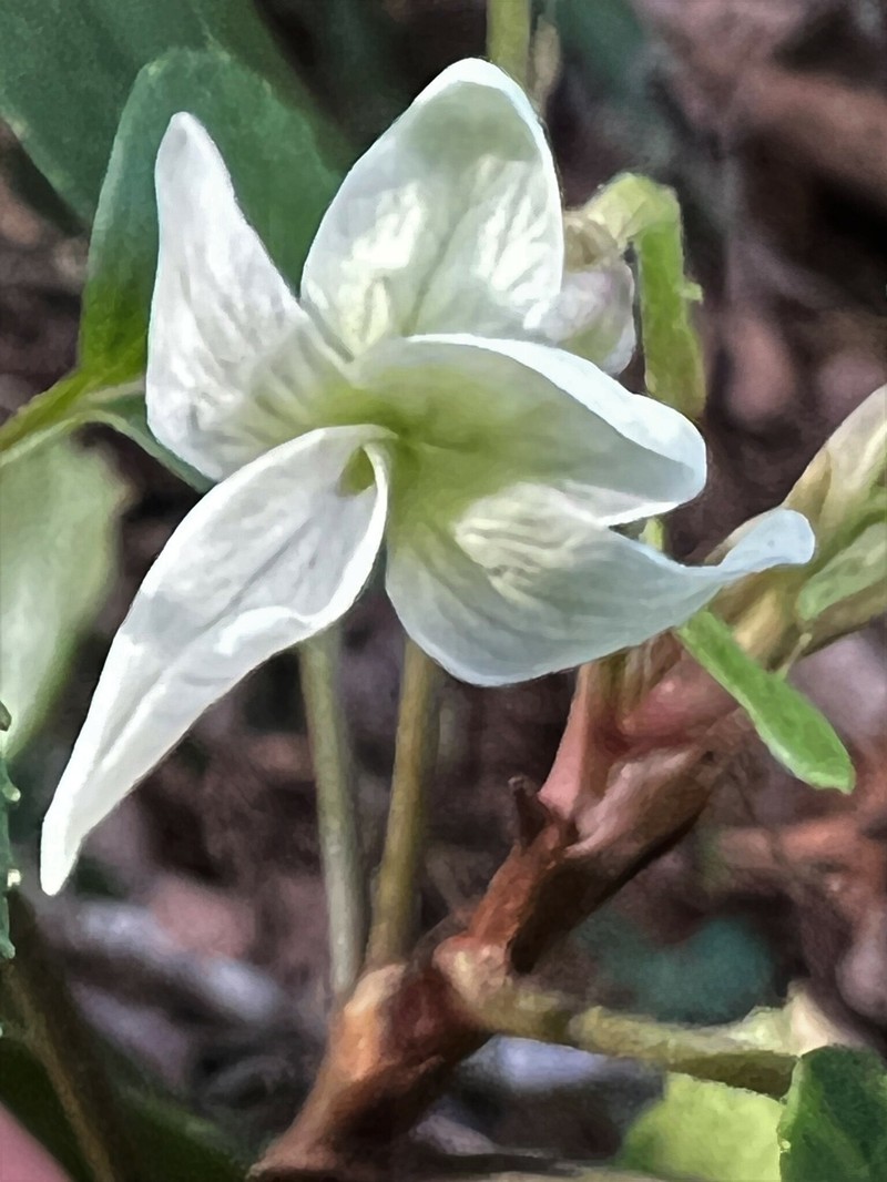 Viola chamissoniana subsp. tracheliifolia photo 6
