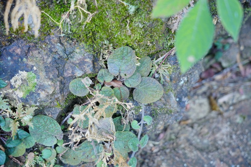 Viola changii