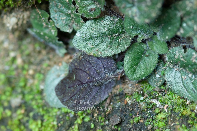 Viola changii photo 2