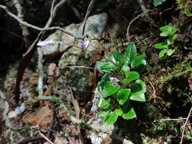 Viola changii photo 3