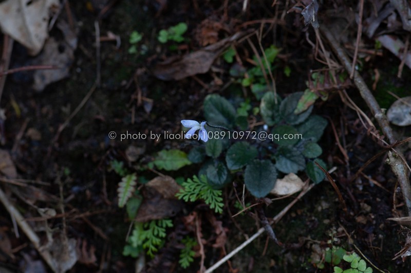 Viola changii photo 4