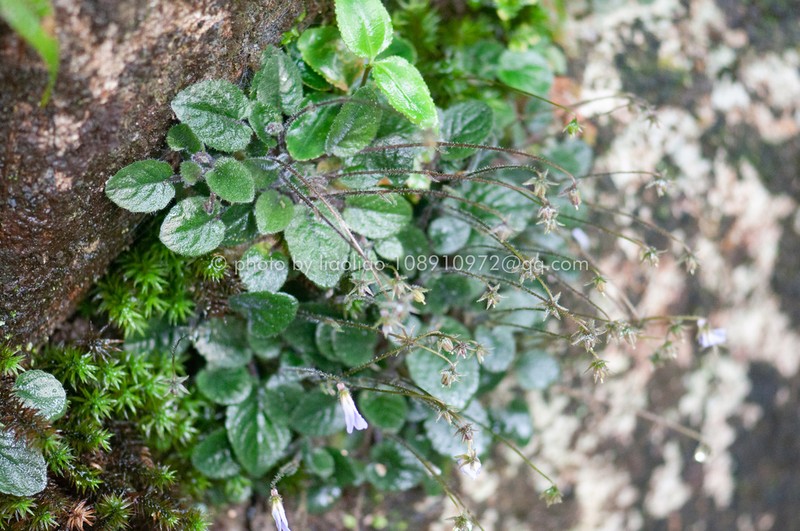 Viola changii photo 5