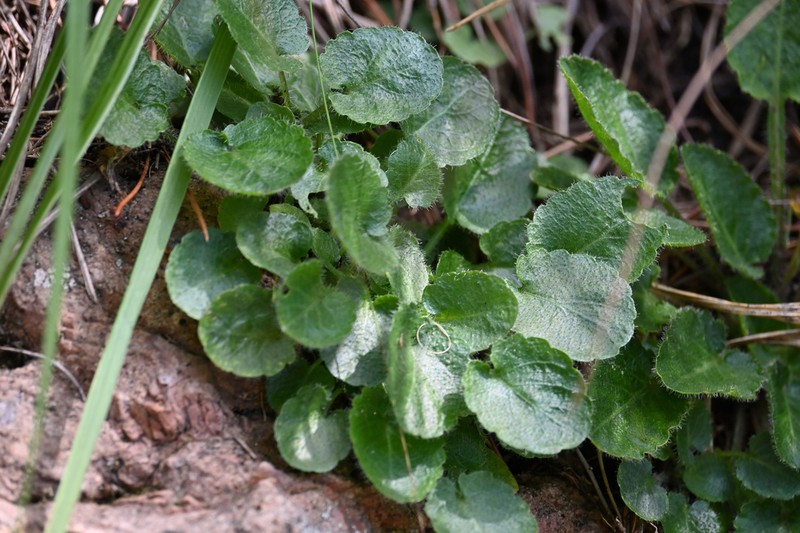Viola changii photo 6