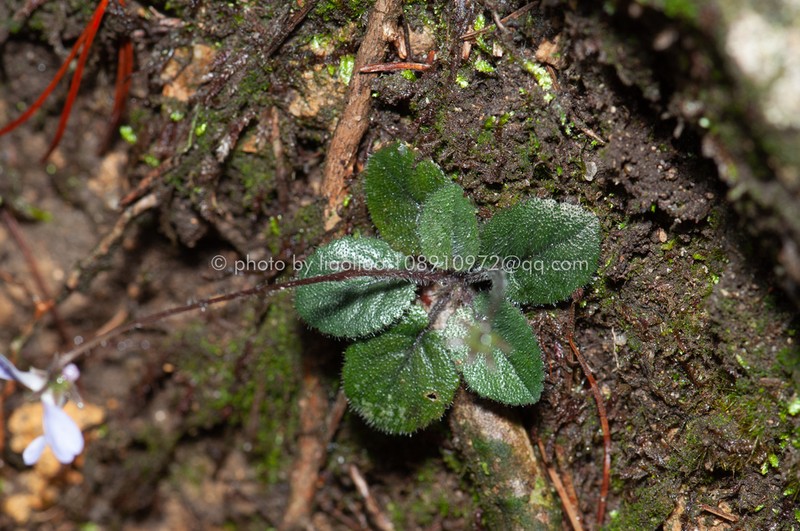 Viola changii photo 7