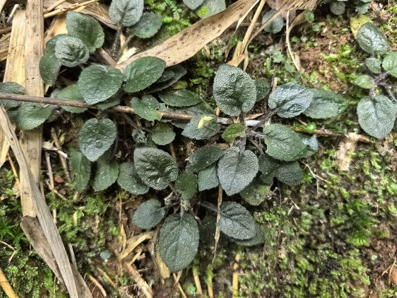 Viola changii photo 8