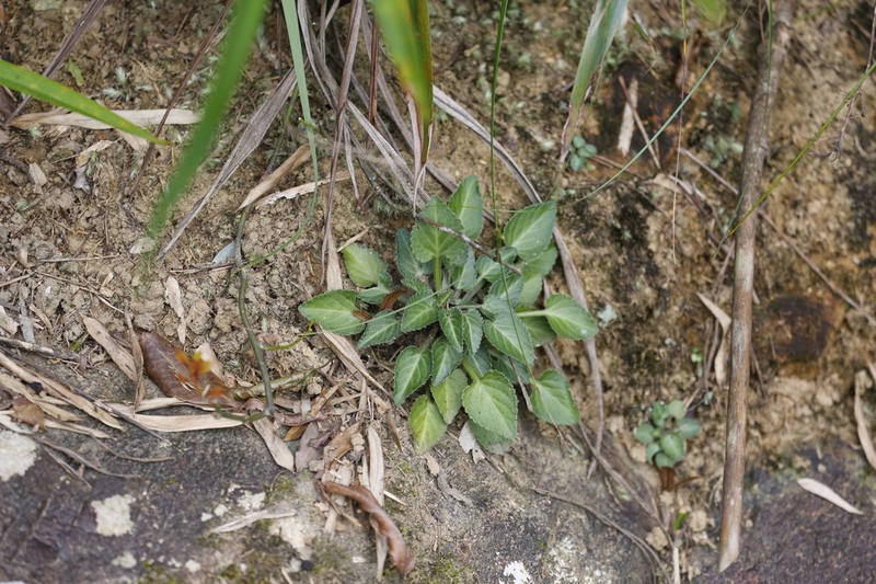 Viola chaozhouensis
