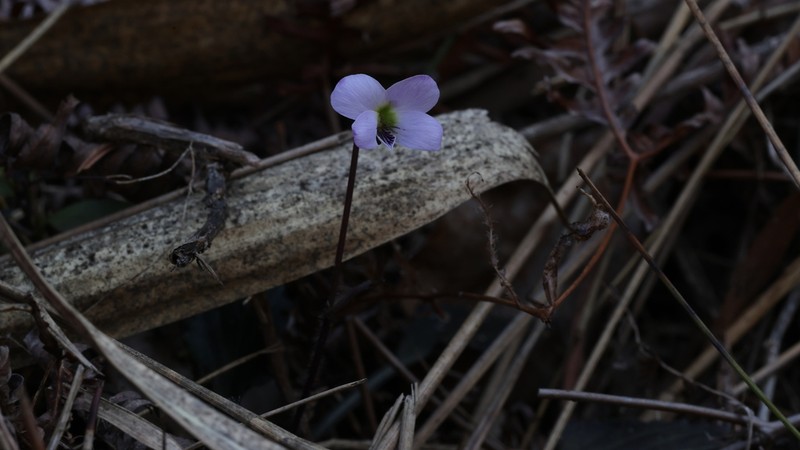 Viola chaozhouensis photo 2