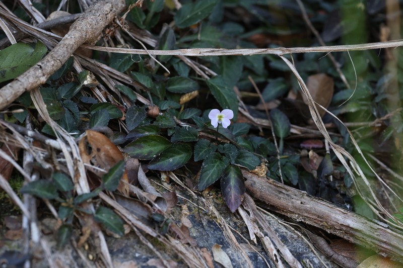 Viola chaozhouensis photo 3