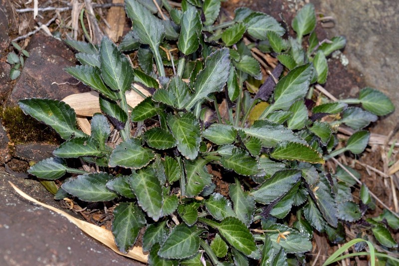 Viola chaozhouensis photo 4