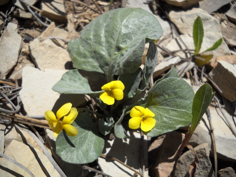 Charleston Mountain Violet
