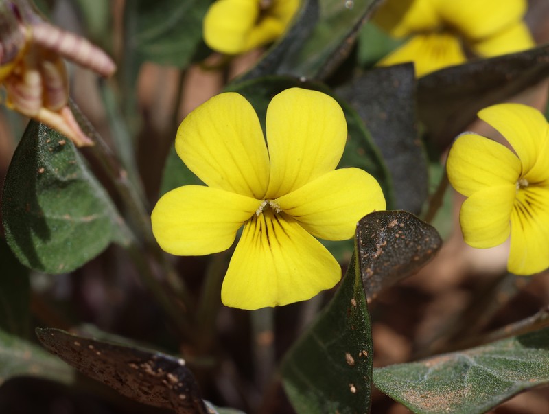 Charleston Mountain Violet photo 2