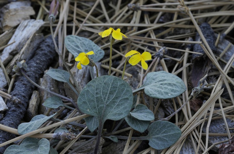 Charleston Mountain Violet photo 3