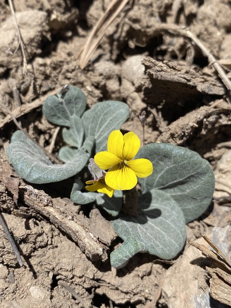 Charleston Mountain Violet photo 4