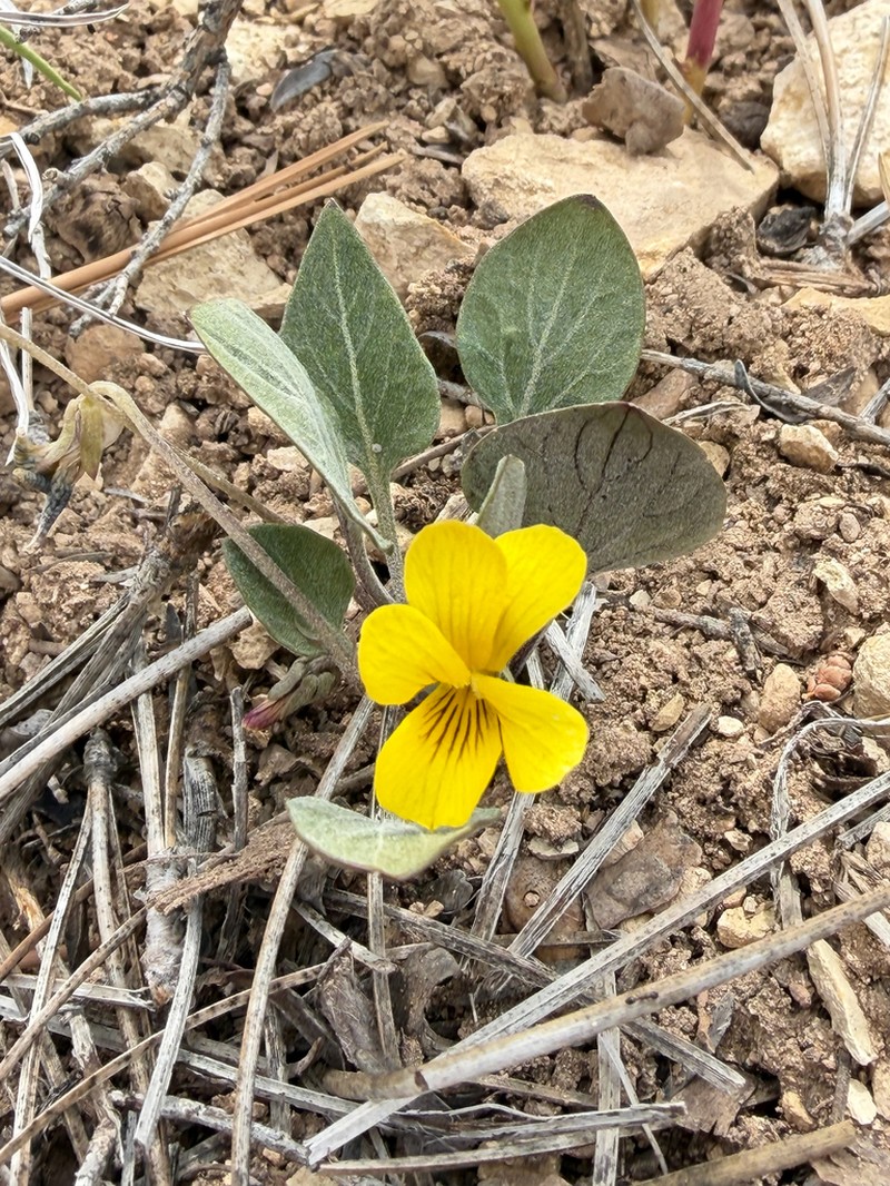 Charleston Mountain Violet photo 6