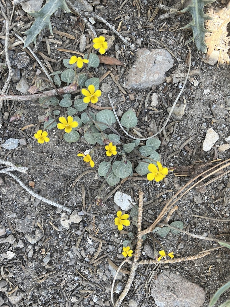 Charleston Mountain Violet photo 7
