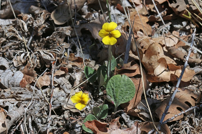 Charleston Mountain Violet photo 4