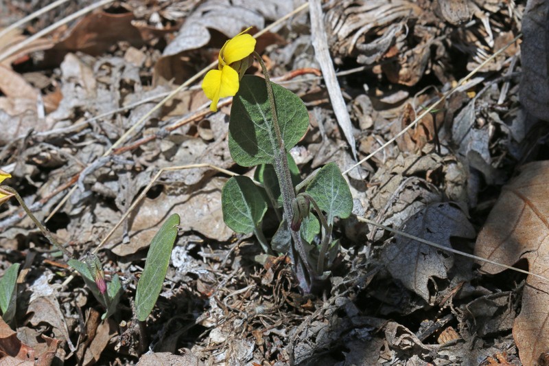 Charleston Mountain Violet photo 5